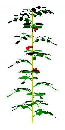 simpletomatoleaflets_crop.png simpletomatoleaflets_crop.png
