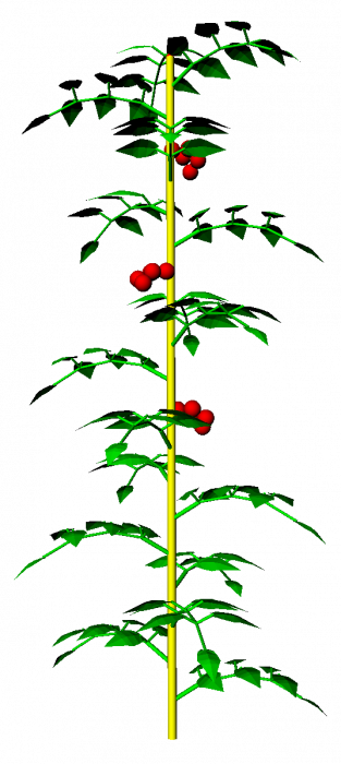 simpletomatoleafletsmesh_crop.png simpletomatoleafletsmesh_crop.png