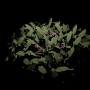 growmanyfruits1.png